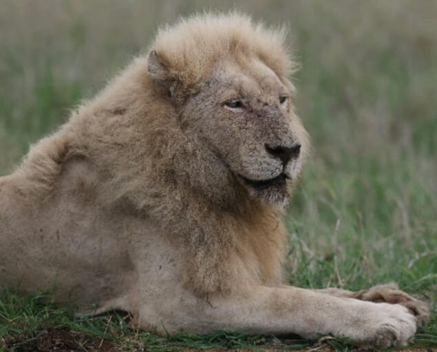 "Casper" the white Lion location: around Satara Rest Camp, Kruger National Park